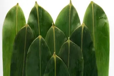 u=3683319678,3175563703&fm=253&fmt=auto&app=120&f=JPEG.webp.jpg